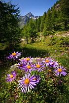 Alpine Aster (Aster alpinus), Aosta Valley, Monte Rosa Massif, Pennine Alps, Italy. July.
