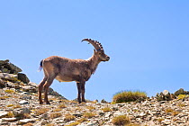 Alpine Ibex (Capra ibex ibex) Aosta Valley, Monte Rosa Massif, Pennine Alps, Italy