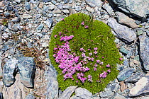 Moss Campion (Silene acaulis) growing on scree slope at 2800m altitude, Aosta Valley, Monte Rosa Massif, Pennine Alps, Italy. July.