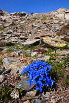 Spring Gentian (Gentiana verna subsp. verna) flowering on mountainside of Aosta Valley, Monte Rosa Massif, Pennine Alps, Italy. July.