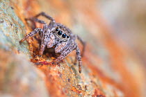 Jumping Spider (Sitticus sp.) found on a mountain ridge at 2800 metres altitude, Aosta Valley, Monte Rosa Massif, Pennine Alps, Italy