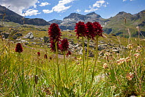 Black Vanilla Orchids (Gymnadenia nigra) flowering in Aosta Valley, Monte Rosa Massif, Pennine Alps, Italy. July.