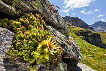 Houseleek (Sempervivum grandiflorum) growing on rocky outcrop in Aosta Valley, Monte Rosa Massif, Pennine Alps, Italy. July.