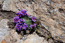 Alpine Toadflax (Linaria alpina) growing in scree slope on mountainside in Aosta Valley, Monte Rosa Massif, Pennine Alps, Italy. July.
