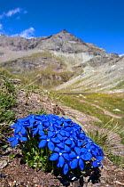 Spring Gentian (Gentiana verna) floweing on mountainside in Aosta Valley, Monte Rosa Massif, Pennine Alps, Italy. July.