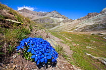 Spring Gentian (Gentiana verna) floweing on mountainside in Aosta Valley, Monte Rosa Massif, Pennine Alps, Italy. July.