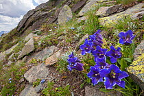 Trumpet / Stemless Gentian (Gentiana acaulis) growing amongst rocks in Aosta Valley, Monte Rosa Massif, Pennine Alps, Italy. July.