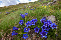 Trumpet / Stemless Gentian (Gentiana acaulis) Aosta Valley, Monte Rosa Massif, Pennine Alps, Italy. July.