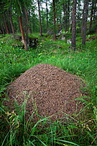 Wood Ant (Formica rufa) nest constructed from pine needles and other debris from the forest floor. Aosta Valley, Monte Rosa Massif, Pennine Alps, Italy. July.