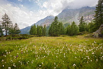 Common Cottongrass (Eriophorum angustifolium) growing in marshland in Aosta Valley, Monte Rosa Massif, Pennine Alps, Italy. July.