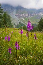 Spotted Heath Orchids (Dactylorhiza maculata) flowering in Aosta Valley, Monte Rosa Massif, Pennine Alps, Italy. July.