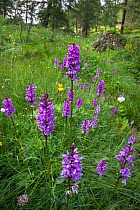 Spotted Heath Orchids (Dactylorhiza maculata) flowering in Aosta Valley, Monte Rosa Massif, Pennine Alps, Italy. July.
