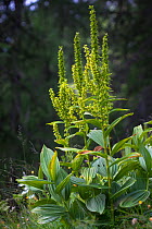 False Helleborine (Veratrum album ssp. lobelianum), Aosta Valley, Monte Rosa Massif, Pennine Alps, Italy, July