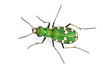 Tiger Beetle (Cicindela hybrida) overhead portrait,  photographed on a white background. Aosta Valley, Monte Rosa Massif, Pennine Alps, Italy. July.