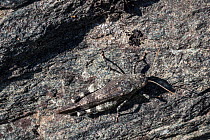 Blue Winged Grasshopper (Oedipoda caerulescens) camouflaged on rock, Gran Paradiso National Park, Aosta Valley, Pennine Alps, Italy. July.