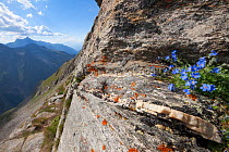 King of the Alps (Eritrichium nanum) growing on mountain ridge at 3000 metres altitude in Gran Paradiso National Park, Aosta Valley, Pennine Alps, Italy. July.