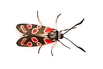 Burnet Moth (Zygaena carniolica), photographed on a white background. Aosta Valley, Pennine Alps, Italy. July.