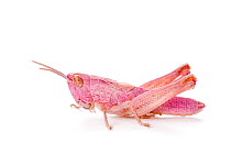 Common field grasshopper (Chorthippus brunneus) nymph, pink form photographed on a white background. Aosta Valley, Monte Rosa Massif, Pennine Alps, Italy. July.