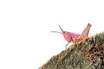 Common field grasshopper (Chorthippus brunneus) nymph, pink form. Photographed on a white background. Aosta Valley, Monte Rosa Massif, Pennine Alps, Italy. July.