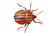Shieldbug / Italian Striped-Bug / Minstrel Bug (Graphosoma lineatum) showing bold black and orange warning colours (aposematism) that warn of its foul taste. Photographed on a white background. Aosta...