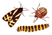 Aposematism describes the use of bright colouration and bold patterns to advertise that an organism is unpalatable or dangerous. All three insects are foul-tasting or toxic if eaten:  Wood Tiger moth...