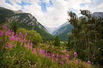 Rosebay Willowherb (Chamerion angustifolium angustifolium) growing in foreground of mountain landscape in Gran Paradiso National Park, Aosta Valley, Pennine Alps, Italy. July.