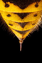 Common Wasp (Vespula vulgaris) close up of sting, UK