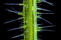 Stinging nettle (Urtica dioica) close up of stinging hairs, the silicified tips of the stinging hairs are brittle and snap off easily if the nettle is brushed. Focus stacked image. UK.