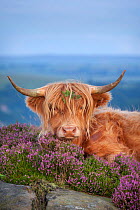 Highland cow lying on Heather, Curbar Edge, Peak District National Park, Derbyshire. August