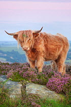 Highland cow on heather moorland, Curbar Edge, Peak District National Park, Derbyshire. August.