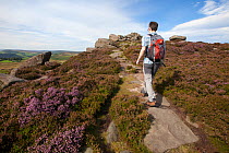 Man walking on Over Owler Tor with heather in bloom, Peak District National Park, South Yorkshire, UK. September 2012