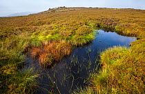 A moorland pond on Derwent Edge, Peak District National Park, Derbyshire, UK September.