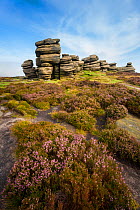 A millstone grit formation known as the 'Coach and Horses' on Derwent Edge, with Heather (Calluna vulgaris) in bloom. Peak District National Park, Derbyshire, UK. September.
