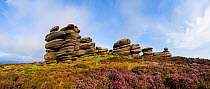 A millstone grit formation known as the 'Coach and Horses' on Derwent Edge, with Heather (Calluna vulgaris) in bloom. Peak District National Park, Derbyshire, UK. September. Stitched panorama