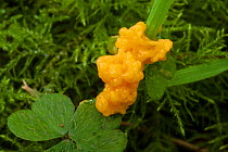 Dog Vomit / Scrambled Egg Slime Mould (Fuligo septica var. septica), a species of plasmodial slime mould (Myxomycetes class). Found on deciduous woodland floor. Peak District National Park, Derbyshire...