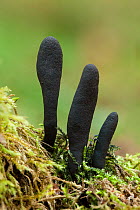 Dead Moll's Fingers fungus (Xylaria longipes) growing in deciduous woodland. Peak District National Park, Derbyshire, UK. October.