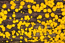 Lemon Disco / Yellow fairy cups fungus (Bisporella citrina) on rotting deciduous wood, Peak District National Park, Derbyshire, UK. October.