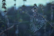 Spiderweb coated in morning dew, Peak District National Park, Derbyshire, UK. October.