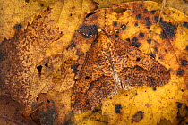 Mottled Umber moth (Erannis defoliaria) male, camouflaged on woodland floor, Peak District National Park, Derbyshire UK. October.