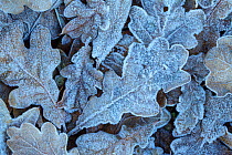 Sessile Oak (Quercus petraea) fallen leaves covered in frost. Peak District National Park, Derbyshire, UK. November.