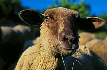 Merino / Black-faced sheep, portrait, Bavaria, Germany