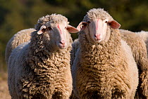 Merino sheep, Lintlberg, Kelheim county, Bavaria, Germany