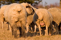 Merino / Black-faced sheep, Lintlberg, ram and ewes, Kelheim county, Bavaria, Germany
