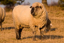 Merino / Black-faced sheep, ram, Lintlberg, Kelheim county, Bavaria, Germany
