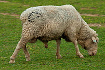 Male sheep / ram, Extremadura, Spain