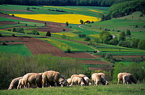 Grazing Merino sheep, Kelheim county, Bavaria, Germany