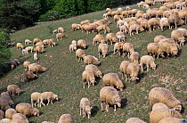 Grazing Merino sheep, Kelheim county, Bavaria, Germany