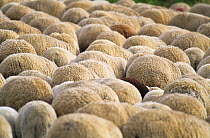 Large gorup of Merino sheep seen from back, Kelheim county, Bavaria, Germany