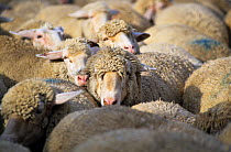 Large group of Merino sheep, Kelheim county, Bavaria, Germany