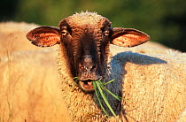 Merino / Black-faced sheep, feeding, Kelheim county, Bavaria, Germany